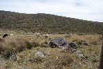 Alpakas am Fuße des Vulkans Chimborazo