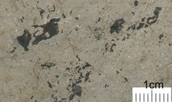 Morbiac-Formation: Kalkstein mit pflanzlichen Überresten
